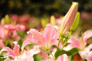 Obraz na płótnie Canvas lily flower garden