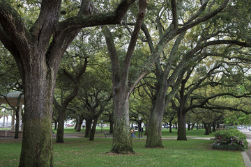 Fototapeta na wymiar Live Oak Trees in Charleston, SC
