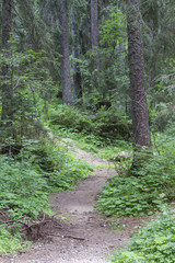 Obraz premium forest landscape