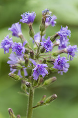 wildflower in the meadow