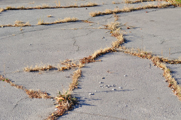 dry grass through asphalt