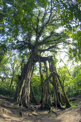 Big old banyan tree
