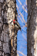 Yellow-bellied Sapsucker