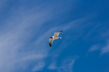 Laughing Gull