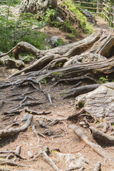 Fototapeta na wymiar trunks and roots