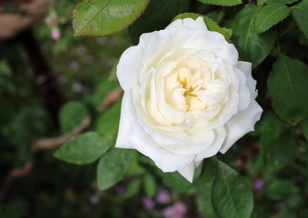 weiße englische Rosen