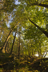 Woods Fisheye