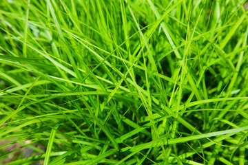 grass