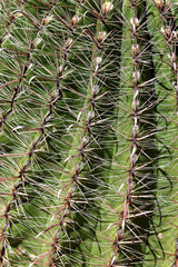 Barrel Cactus Texture