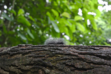 Worm / Black worm on the tree