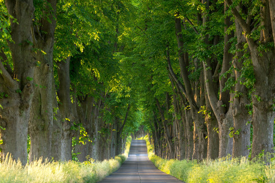 Allee