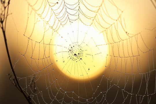 Spinnennetz