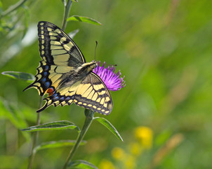 Fototapeta premium le machaon