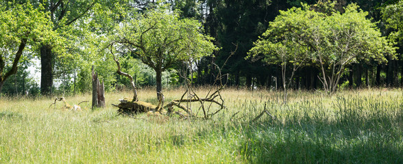 Kleines Sumpfgebiet in der Wildnis