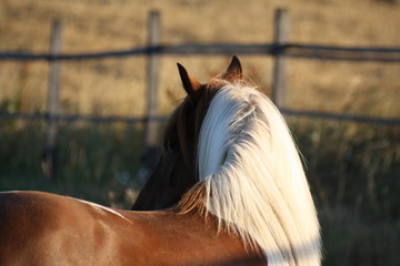 Ponette au lever du soleil