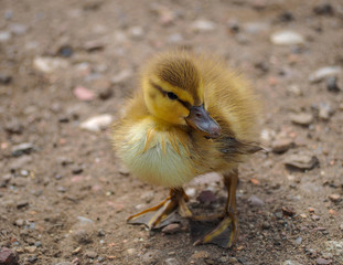 Mallard Chick