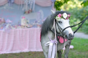 Fototapeta premium gray pony