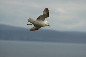 fulmar boreal, Pétrel fulmar, Fulmarus glacialis