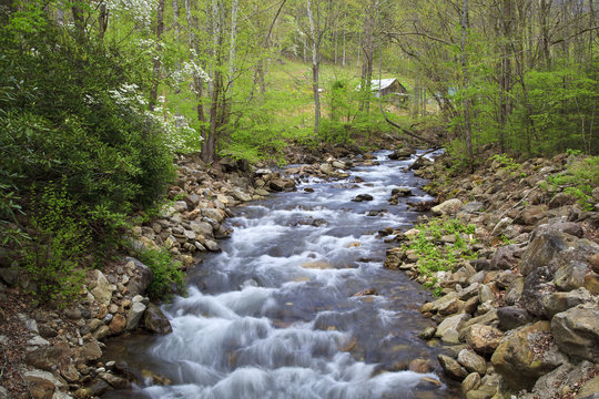 Creek in the Spring