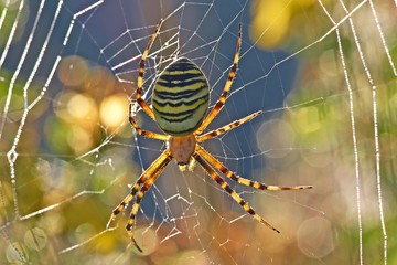 Zebraspinne,oder Wespenspinne