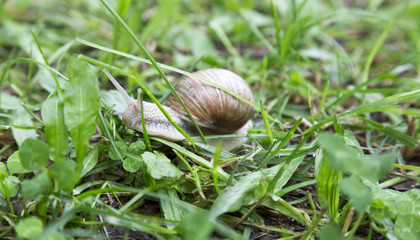 Snail in Grass