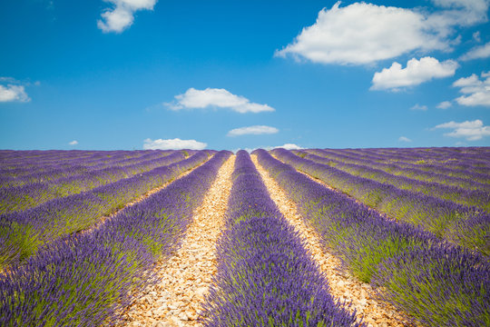 Fields of Lavender in Provence, France
