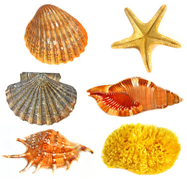 shells, sea sponge and starfish