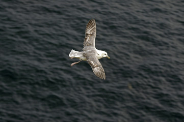 Fulmar boréal, Pétrel fulmar, Fulmarus glacialis