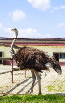 Beautiful portrait photo of big ostrich in zoo