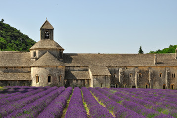 
 Old Senanque Abbey with blooming lavender field (Provence, France) 
