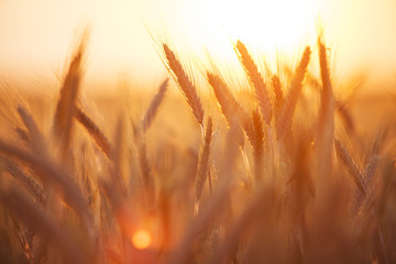 Wheat swinging in the sunset