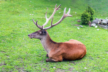 Profile of a red deer relaxing, lying down on a grass.