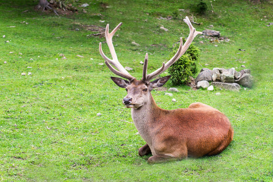 Female red deer with antlers relaxing on a grass