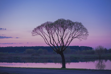 Fototapeta na wymiar tree and river, sunset