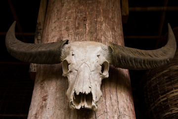 Buffalo skull hanging on wooden wall.
