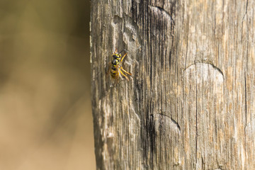 Biene auf Holz