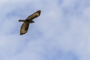 Mäusebussard auf der Jagd