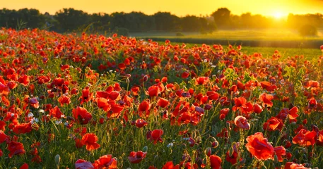 Fotobehang Poppy field at sunrise © denis_333