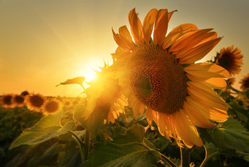 Sunny sunflowers