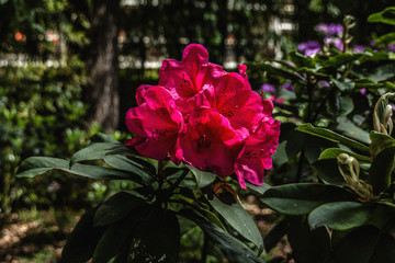 Asia flora in Albert Kahn Park. Boulogne-Billancourt, Paris.