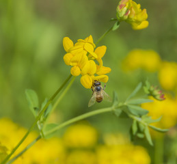 Closeup of a North American Honeybee clings to yellow flowers.