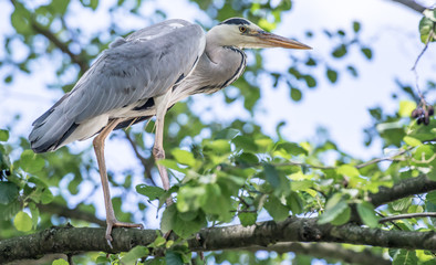 Graureiher in freier Natur auf einem Baum, Nahaufnahme 3