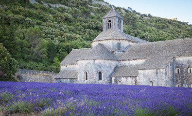 Lavender in front of the old abbey of Senanque in Provence
