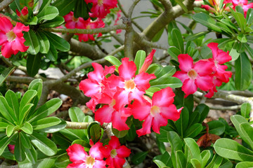 Beautiful pink impala lily flower