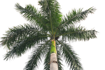 Fototapeta premium Isolated palm tree in white background