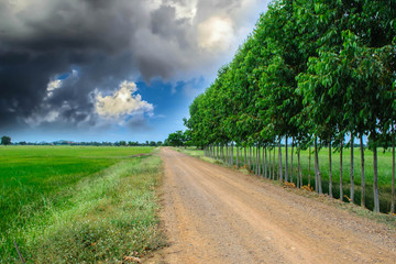 green rice field and laterite on blue and black sky