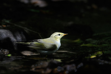 Wood Warbler near small stream in dark forest