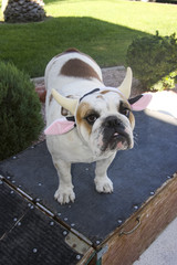 Bulldog puppy looking up in a cow headband