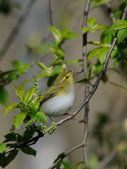 Wood Warbler (Phylloscopus sibilatrix) on bird cherry tree in spring