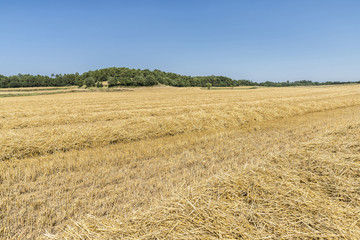 Harvested wheat field